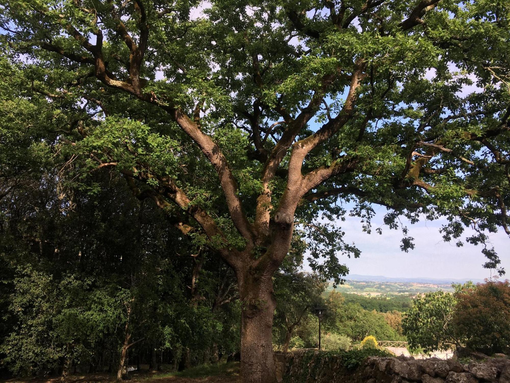 Il Caggio Sovicille
